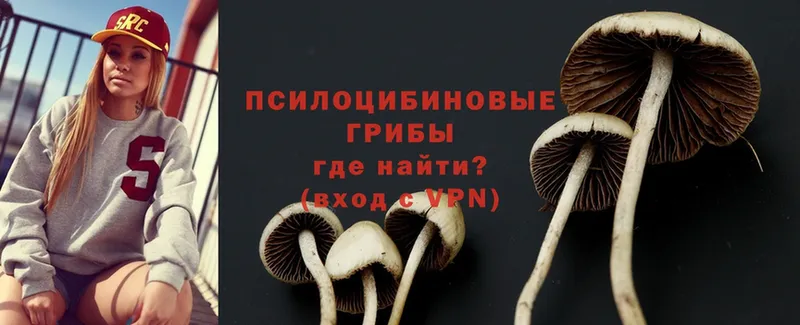 Псилоцибиновые грибы Psilocybine cubensis  Обнинск 